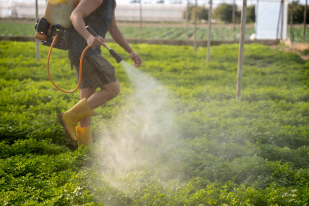 Best Affordable Pest Control Services  in Svis, IL