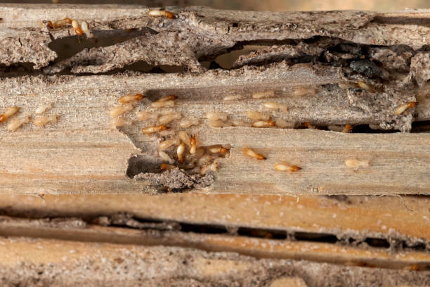 Trusted Silvis, IL Pest Control Experts